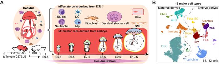 Cell | 杜鹏研究组时空解析免疫特性的蜕膜基质细胞介导妊娠早期子宫微环境的建立和稳态维持
