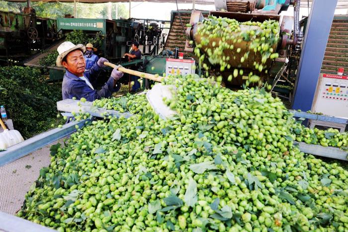 新疆啤酒行业产能布局持续优化