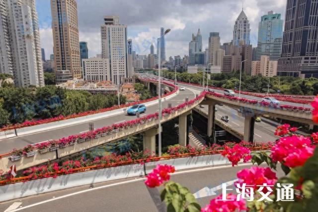 “一路繁花”！上海高架“上新”三角梅，经过的你发现了吗？