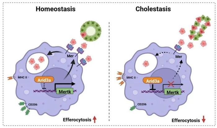 Journal of Hepatology | 马雄团队发现胆汁淤积性肝病的潜在治疗靶点