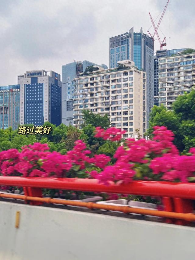 “一路繁花”！上海高架“上新”三角梅，经过的你发现了吗？
