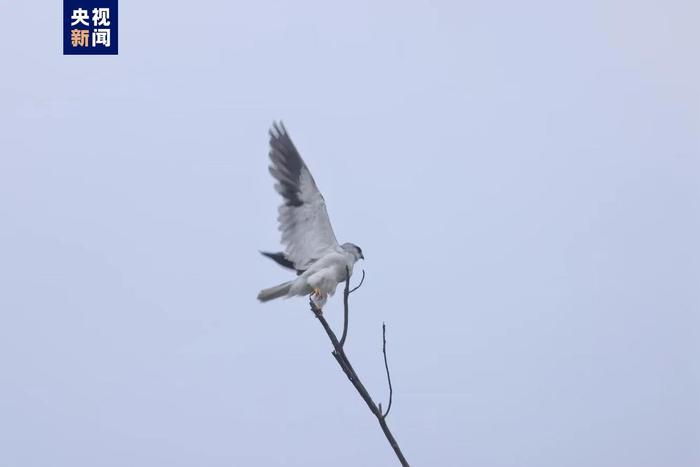 多种珍稀鸟类齐齐“做客”广西合浦儒艮保护区