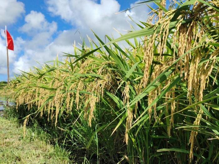 湖南与巴巴多斯农业技术合作项目成功进行旱稻种植实验