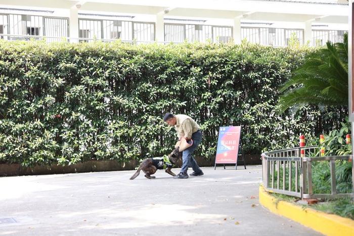 上海“最强”警犬花落谁家？快来精彩刺激的“警汪”比武现场找答案吧！