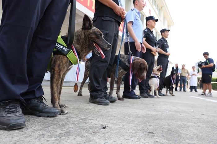 上海“最强”警犬花落谁家？快来精彩刺激的“警汪”比武现场找答案吧！