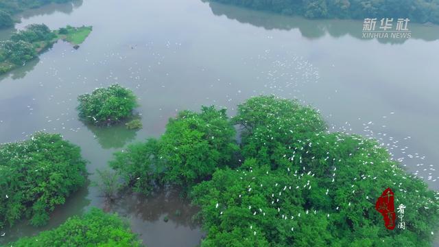 千城百县看中国｜湖南双牌：数千白鹭栖息日月湖 大叔演绎闻“笛”起“鹭”