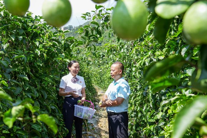 普安农商银行助农户走绿色发展致富路