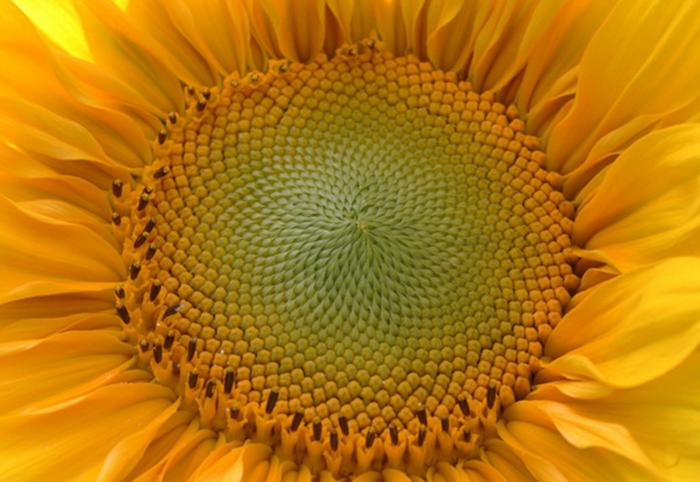 植物数学——神奇的斐波那契数列 | 芳草萋萋