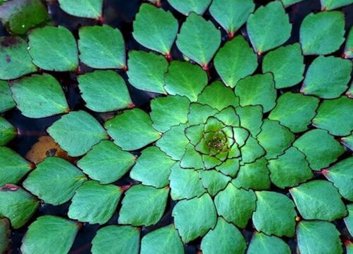 植物数学——神奇的斐波那契数列 | 芳草萋萋