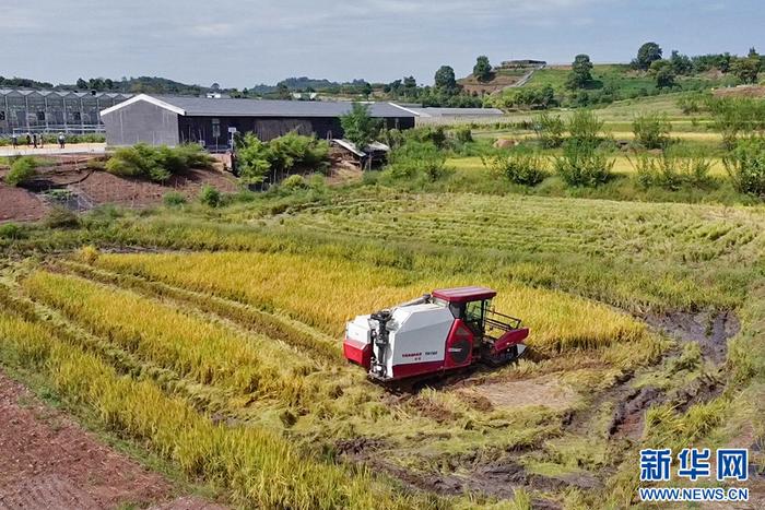 重庆有座“农业硅谷” 藏着现代山地农业的智慧实践