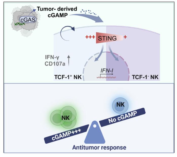 Cell Reports | 上海交通大学邓刘福教授团队揭示肿瘤浸润TCF-1+ NK细胞维持新机制