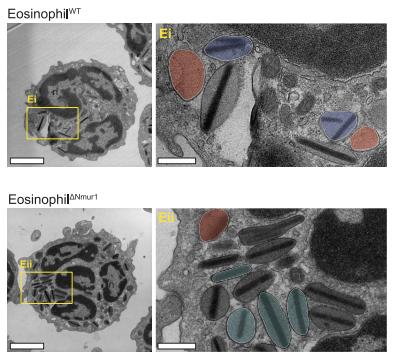 Science丨南模生物助力揭示嗜酸性粒细胞介导神经肽NMU调节小肠粘膜免疫力