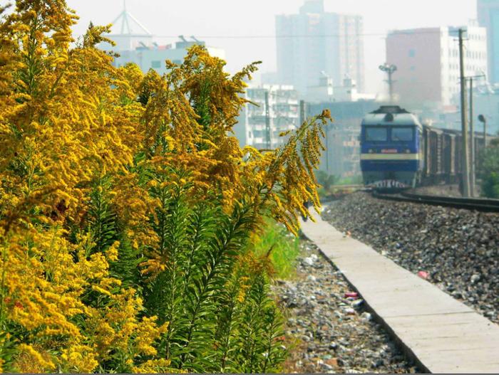 蓝花楹、百子莲……城市景观流行种“网红”植物，有生态和腐败“双风险”！