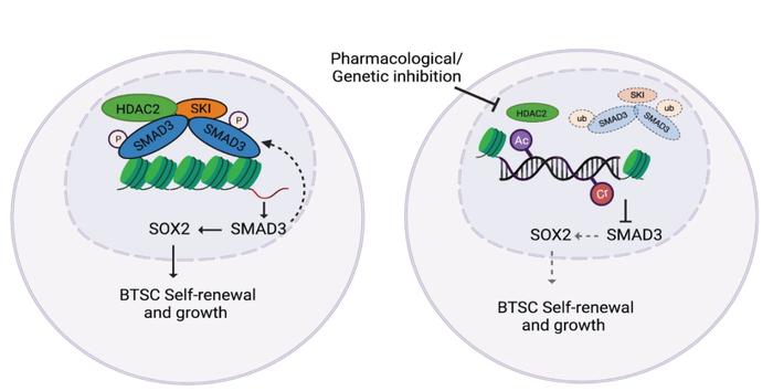 医药前沿│nature子刊：HDAC2 和 SMAD3-SKI 特异性相互作用对 BTSC 关键功能特征的影响