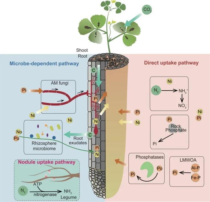 王二涛研究团队发表植物氮磷吸收和调节相关综述