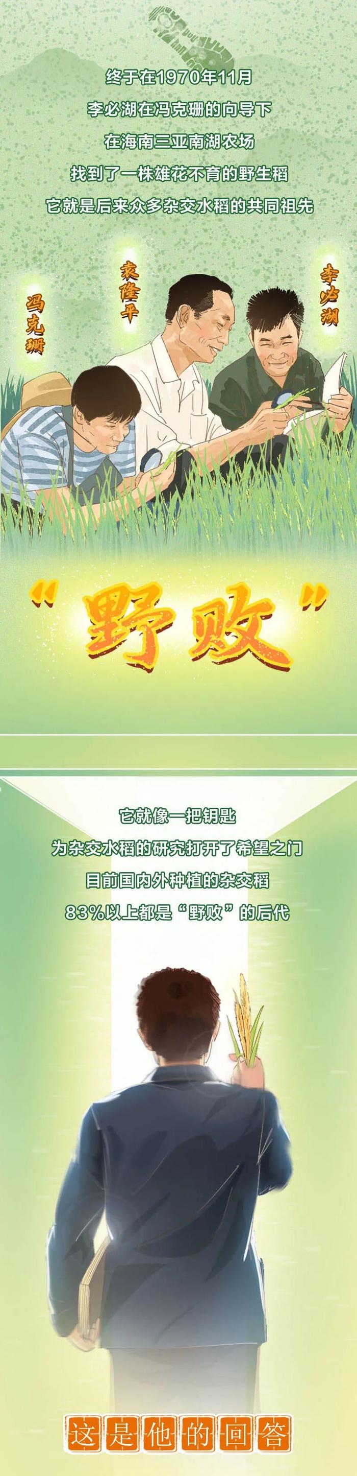 一粒种子改变世界：手绘长图纪念中国攻克杂交水稻难关 50 周年