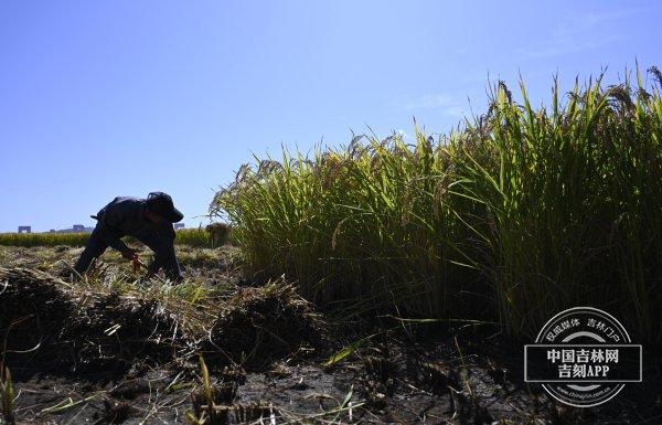 稻花香里说丰年｜从袁隆平院士那里取得“真经”的吉林农民