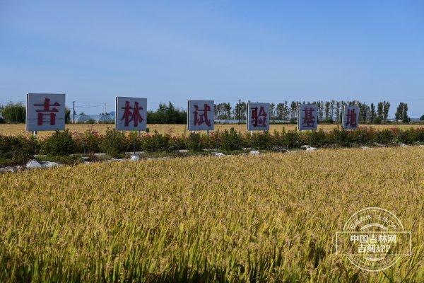 稻花香里说丰年｜丰收年，九月丰家庭农场如何创造“奇迹”