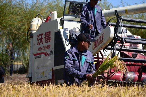 稻花香里说丰年｜丰收年，九月丰家庭农场如何创造“奇迹”