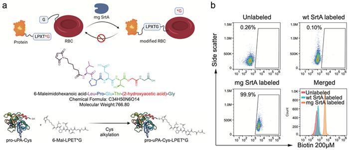 Cell Research｜西湖大学高晓飞团队开发红细胞载药平台用于治疗血栓性疾病