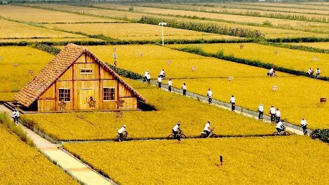 稻花香里说丰年•辽宁主题日｜蟹稻共生生态循环 打造盘锦好大米