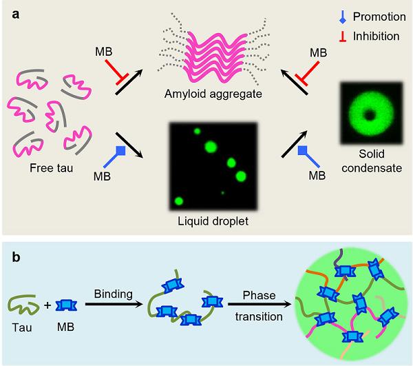 Nature Communications | 柯莎课题组/黄永棋课题组合作揭示小分子调控tau蛋白相分离和聚集的机制