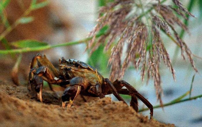 稻花香里说丰年•辽宁主题日｜蟹稻共生生态循环 打造盘锦好大米