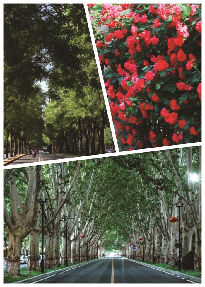 邯郸的市树和市花你知道吗？