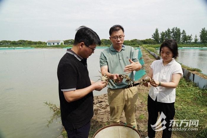 不用只认“阳澄湖”！大闸蟹上市在即，上海本地蟹哪些好？怎么挑？听听专家怎么说