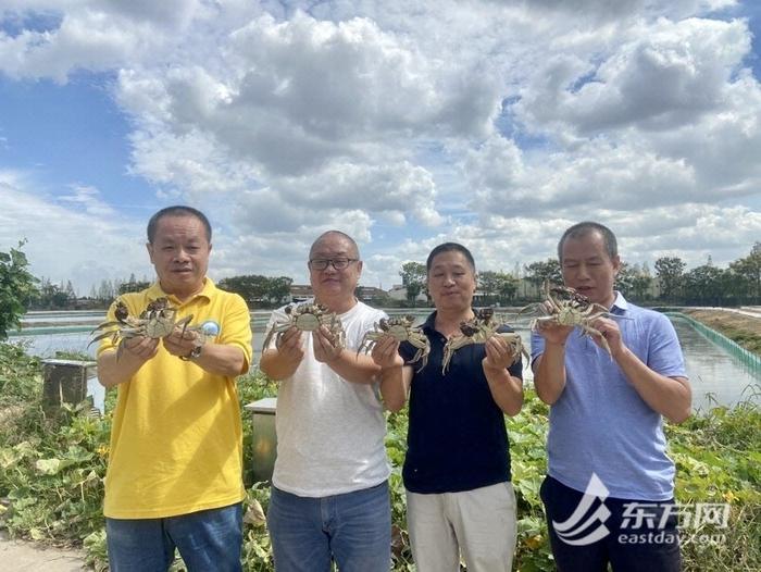 不用只认“阳澄湖”！大闸蟹上市在即，上海本地蟹哪些好？怎么挑？听听专家怎么说