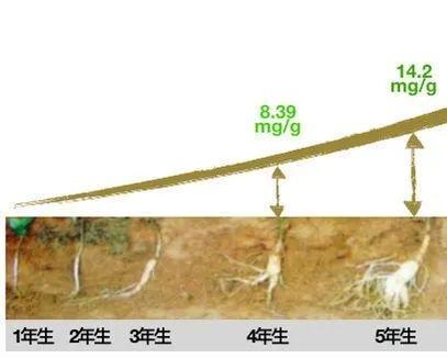 百年老字号香港宝芝林西洋参，5年参龄，原切大片，99元抢！