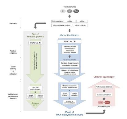 Gut | 科学家利用DNA甲基化特征能准确区分胰腺导管腺癌和胰腺炎患者