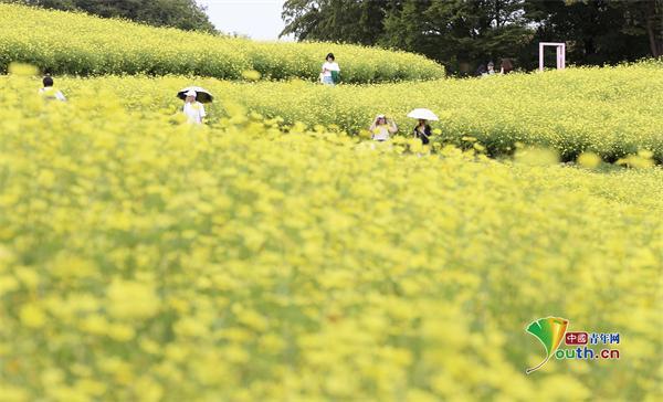 日本东京400万株黄秋英盛开美不胜收