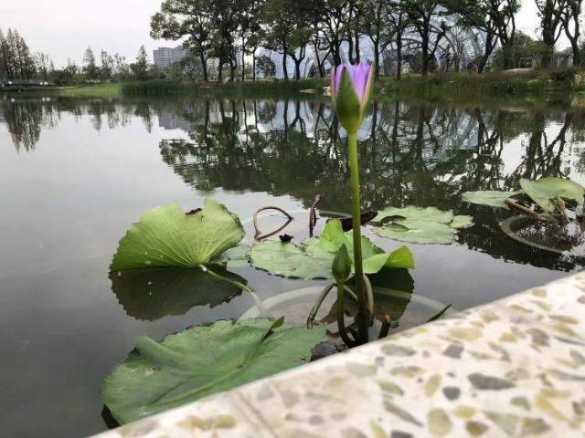 上海植物园新建北区本周四即将亮相！蓝白色调地中海花园里赏特色植物，水上花园里，荷花盛开……