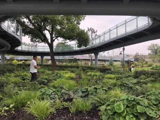 上海植物园新建北区本周四即将亮相！蓝白色调地中海花园里赏特色植物，水上花园里，荷花盛开……