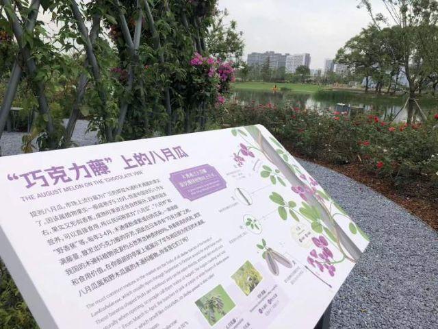 上海植物园新建北区本周四即将亮相！蓝白色调地中海花园里赏特色植物，水上花园里，荷花盛开……