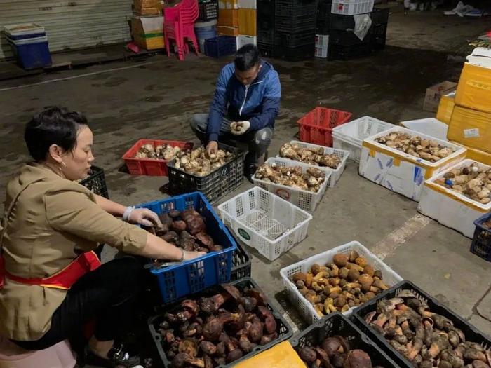 张杰和他的母亲正在分拣菌子。
