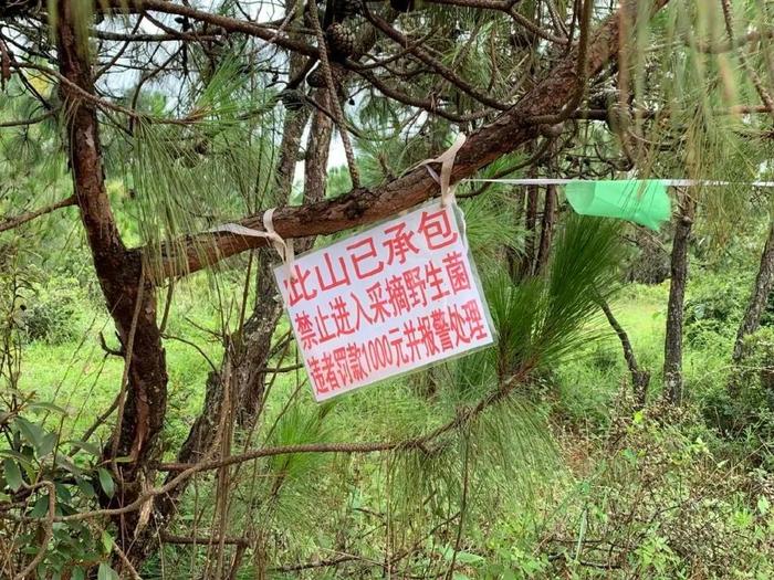 被承包的菌山会挂上一圈禁止入内的标识。