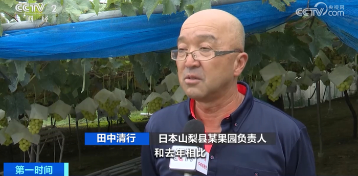 阳光玫瑰葡萄价格简介 w700d1q75cms.jpg?by=cms_fixed_width