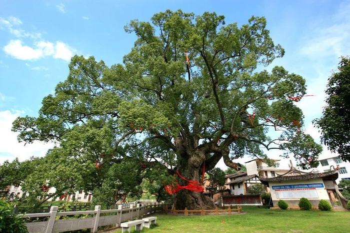 福建入选全国“最美古树”“最美古树群”数量均居全国首位