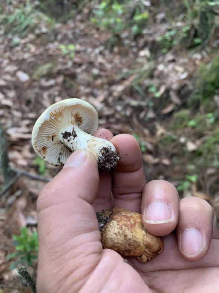 菌褶正在渗白色汁液的就是奶浆菌。