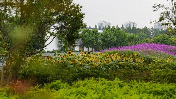 上海植物园北区试开放 “上海大花园”芳华初现