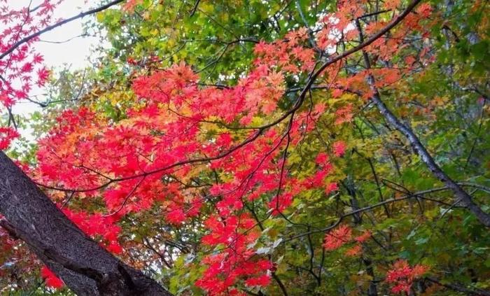 鞍山岫岩：山海有情 天辽地宁 国庆畅游玉都岫岩 吃喝玩乐购全攻略