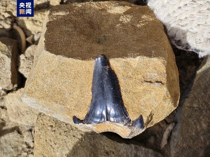 距今2.2亿年三叠纪鲨鱼化石和500万年前植物化石长啥样？最新科考成果来了