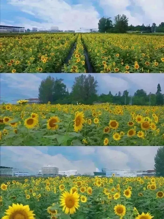 到成都街头走一走 | 秋季限定美景，赏花，逛花市......邛崃的这些地点别错过！