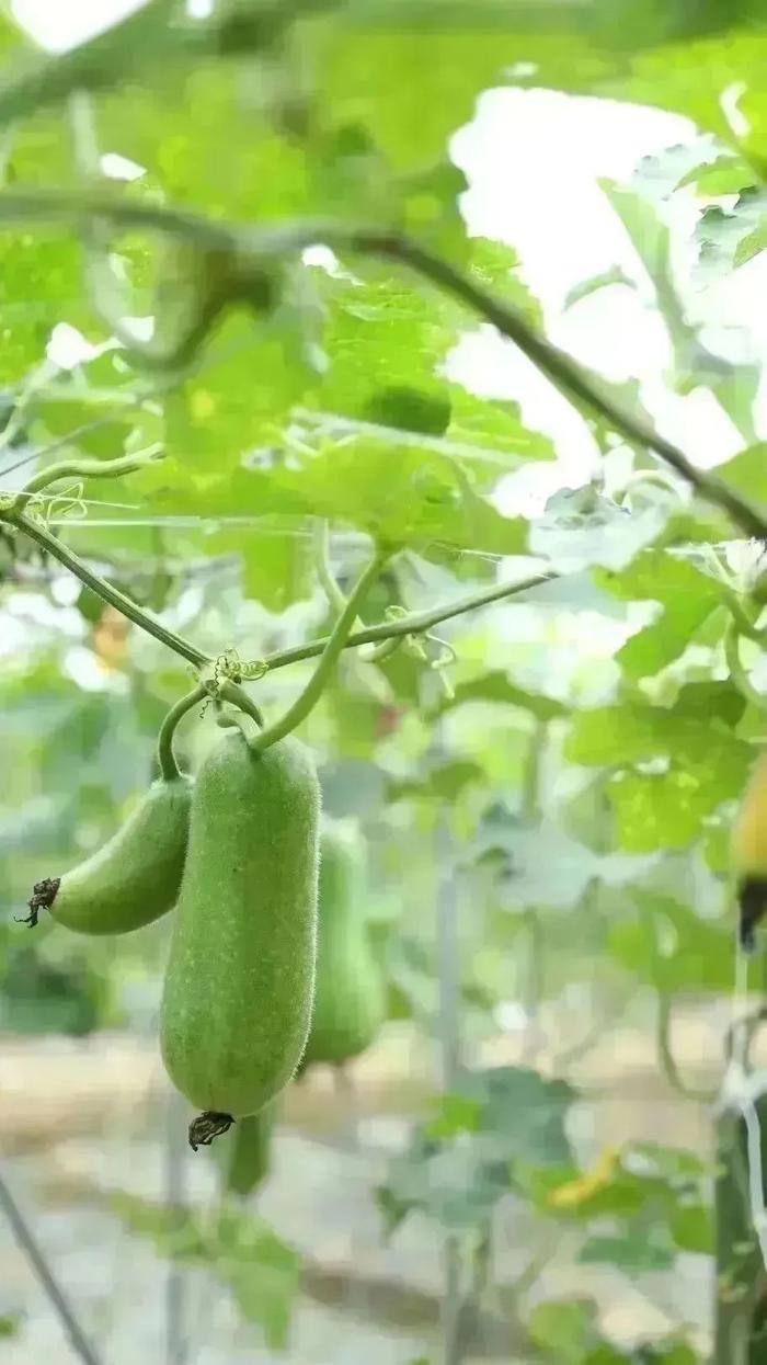 到成都街头走一走 | 秋季限定美景，赏花，逛花市......邛崃的这些地点别错过！