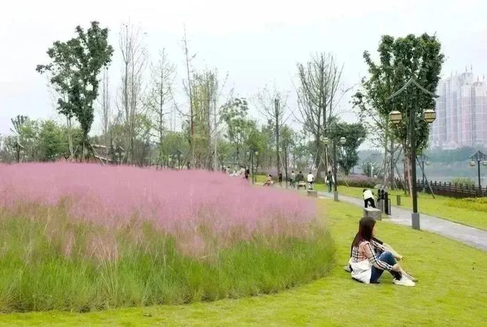 到成都街头走一走 | 秋季限定美景，赏花，逛花市......邛崃的这些地点别错过！