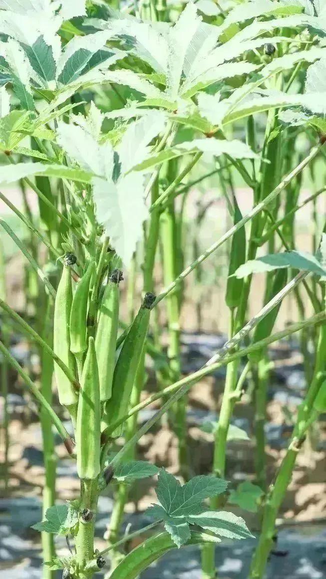 到成都街头走一走 | 秋季限定美景，赏花，逛花市......邛崃的这些地点别错过！