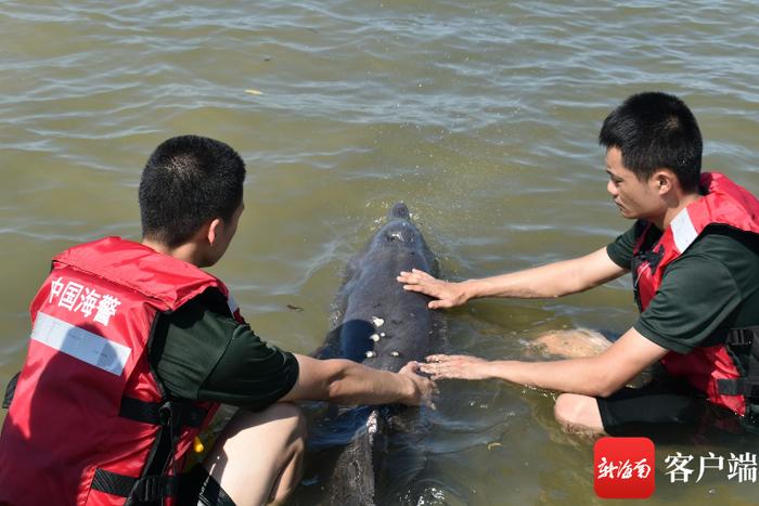 一只海豚因海水退潮搁浅 儋州海警局全力救助放生