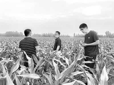 中国农业科学院农业资源与农业区划研究所盐碱地改良创新团队：变“不毛之地”为“国之粮仓”